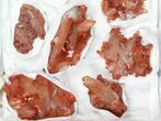 Lot: Natural, Red Quartz Crystal Clusters - Pieces #101505-1